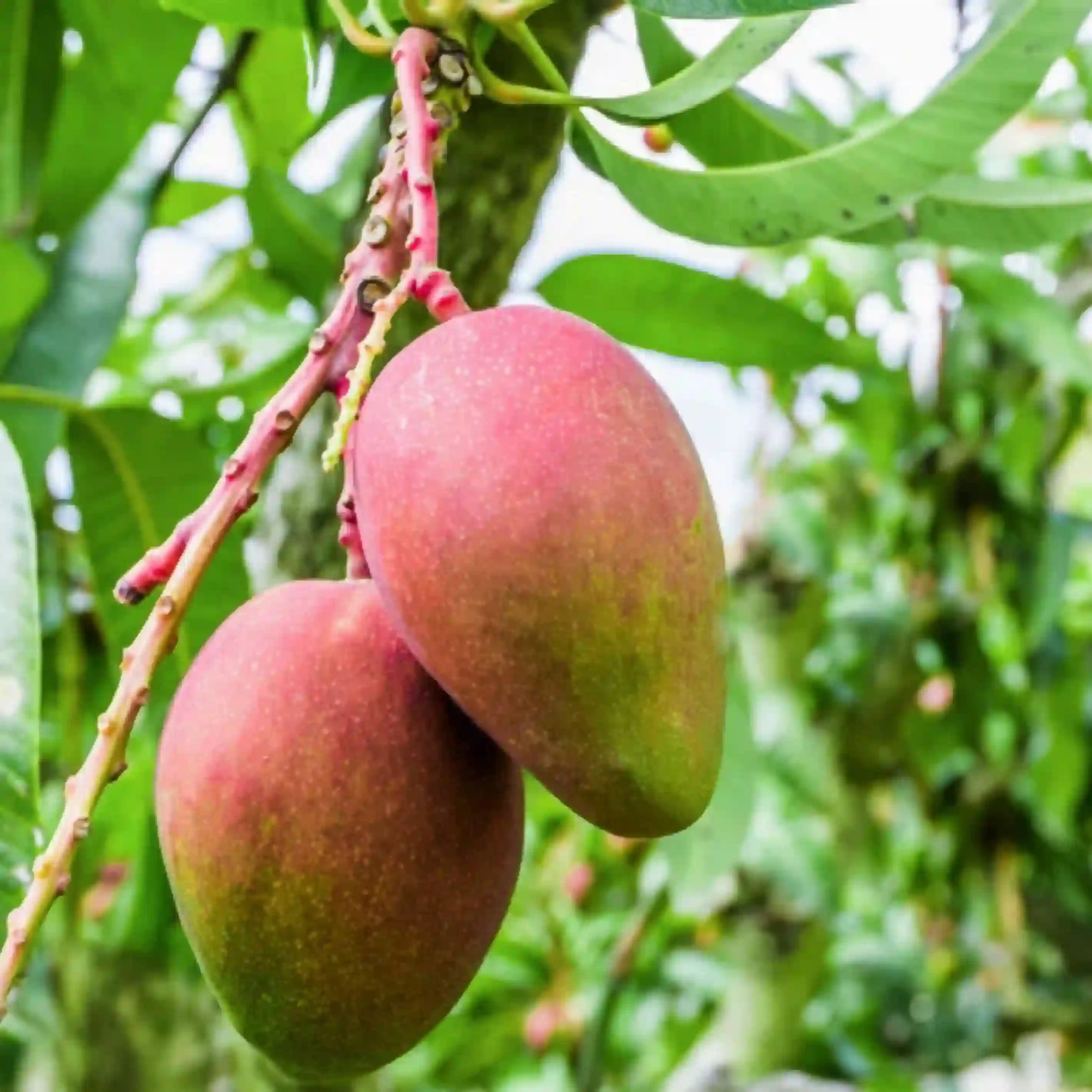Mango Sonpari